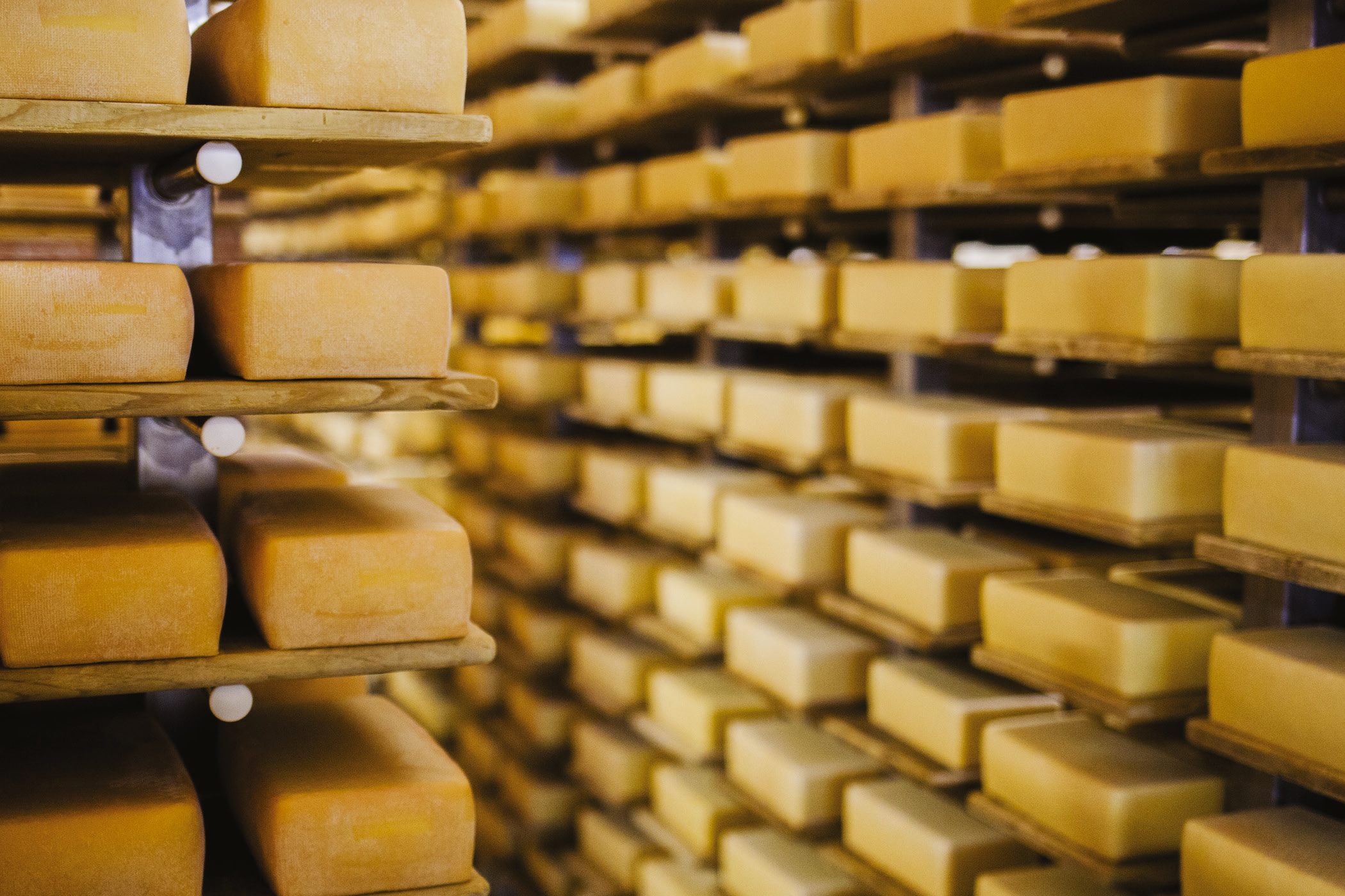 Fromages de Maredsous sur des étagères d’affinage
